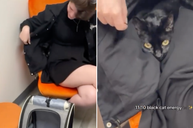 black cat hiding spot vet video