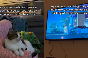 cat Bluey video