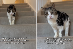 senior cat greet owner