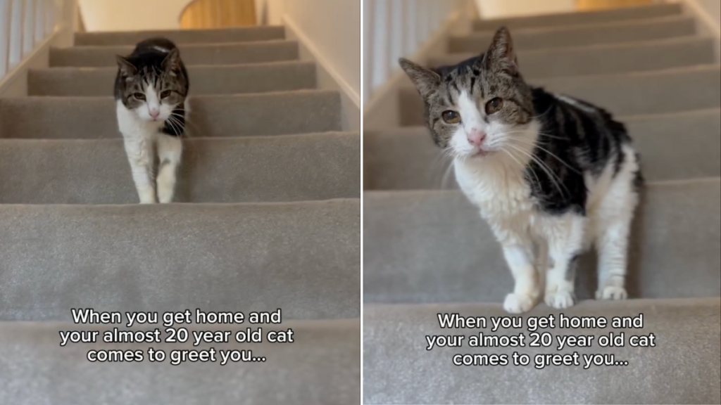 senior cat greet owner