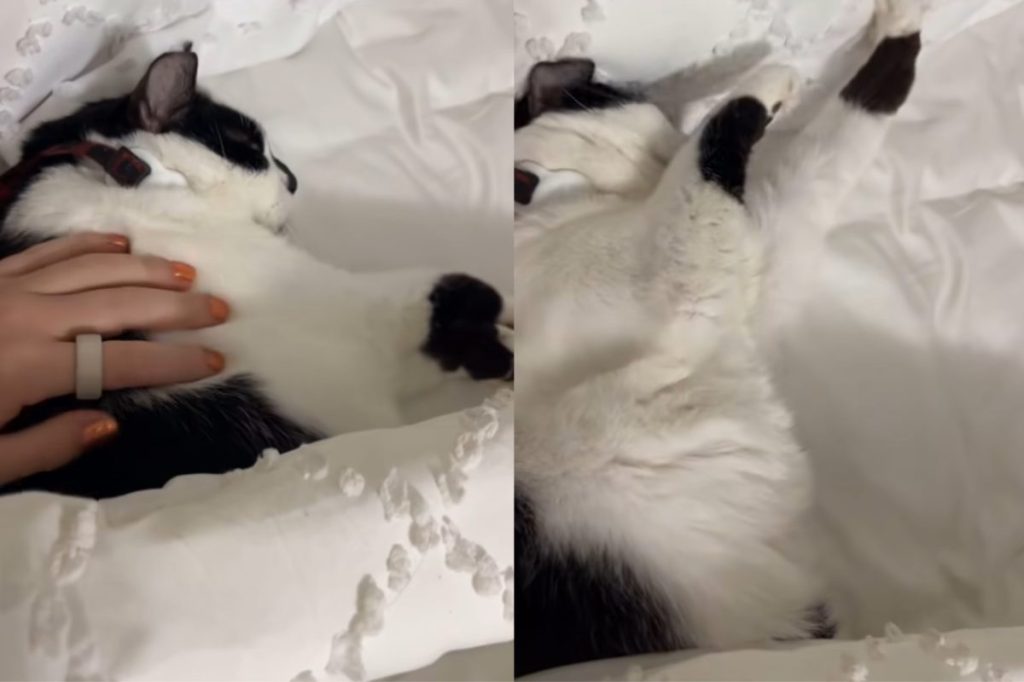 Cat owner can’t make bed