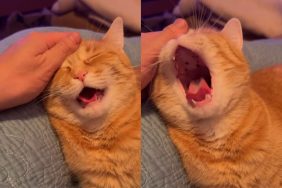 Cat enjoying massage.