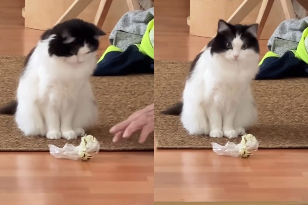 Cat playing with maintenance worker.