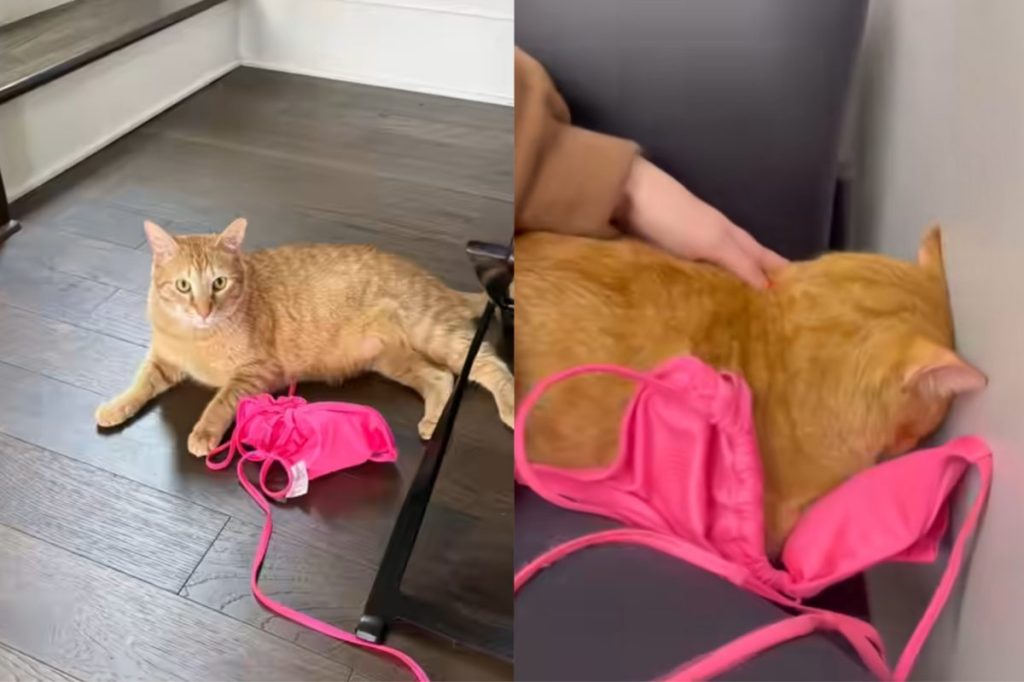 Cat with emotional support bikini