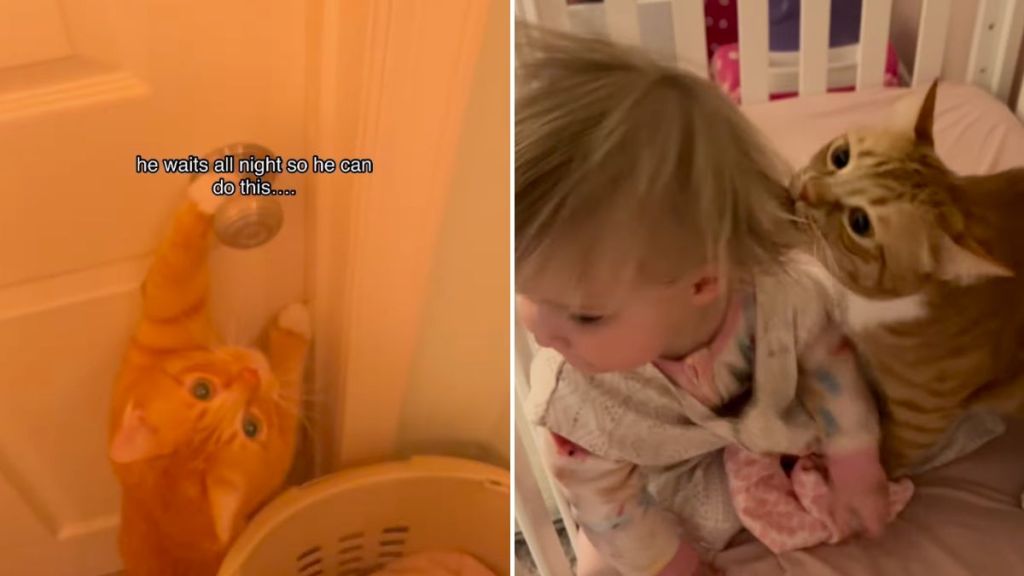cat video morning routine baby sibling