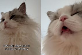cat running out of battery
