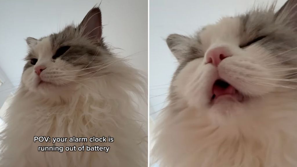 cat running out of battery