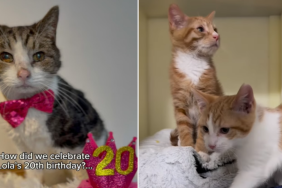 senior cat birthday video