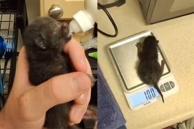 owner newborn kitty video