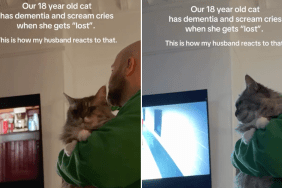 senior cat dementia video