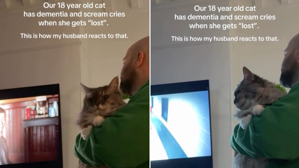 senior cat dementia video