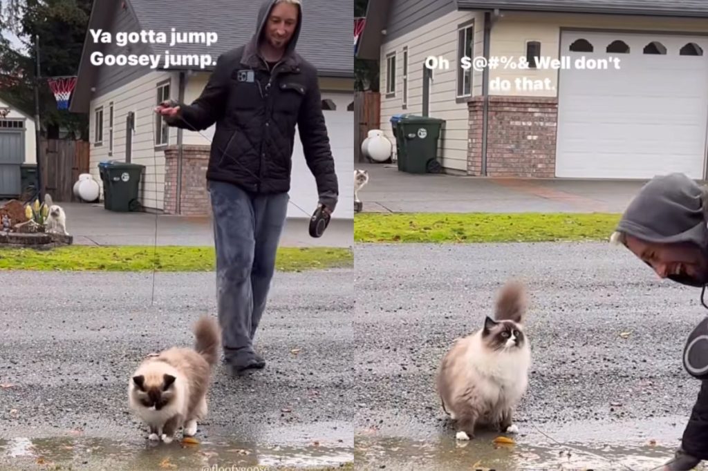cat owner jump puddle