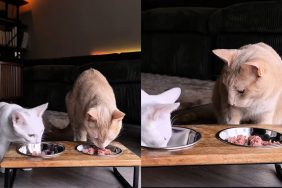 cat sibling inhale food