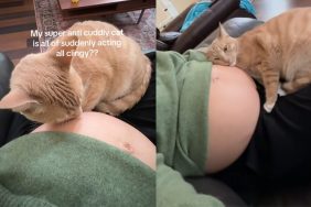 anti-cuddly cat owner baby bump