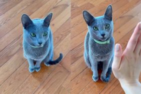 Russian Blue cat video.