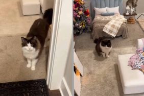 cat passive aggressive tour