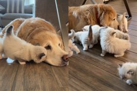 kittens senior dog meeting video