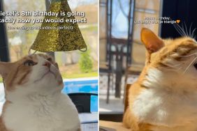 cat birthday party video