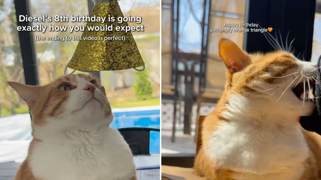 cat birthday party video