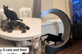 Video of cats with different personalities.