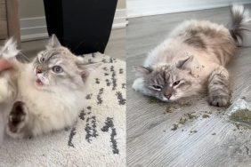 Video of cat’s crimes.