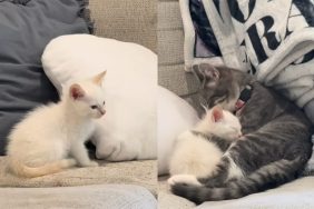 foster kitten sibling loss video