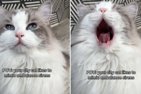 city cat mimic ambulance