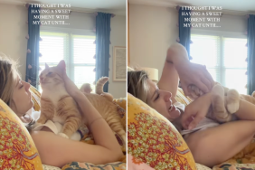 owner cat cuddle video