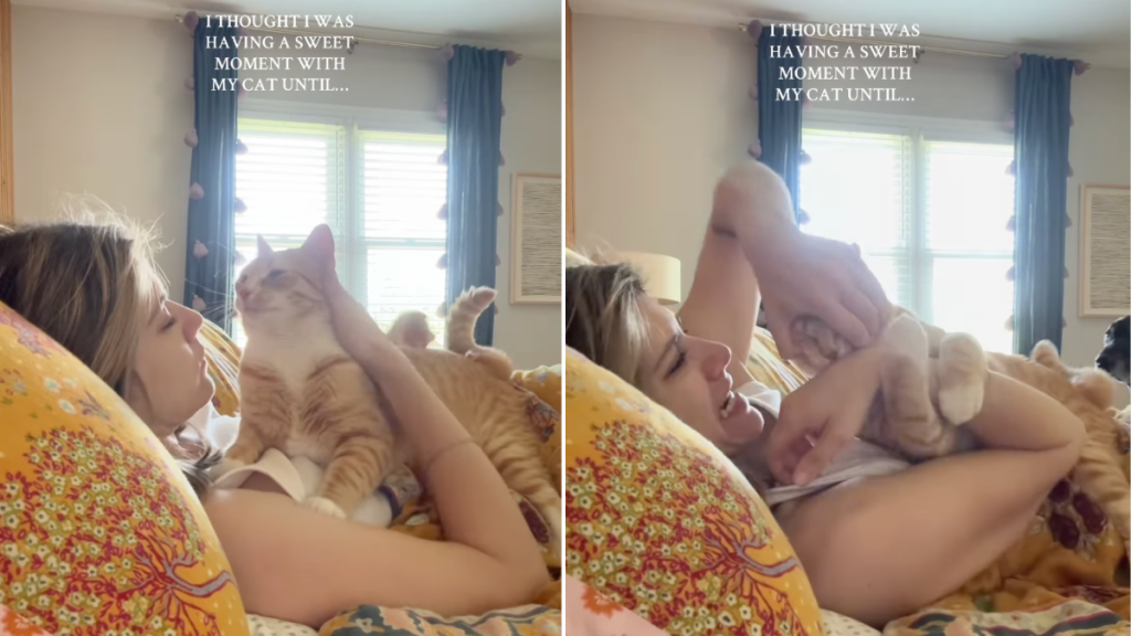 owner cat cuddle video