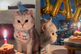 cat birthday party video