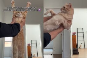 cats stretch dad