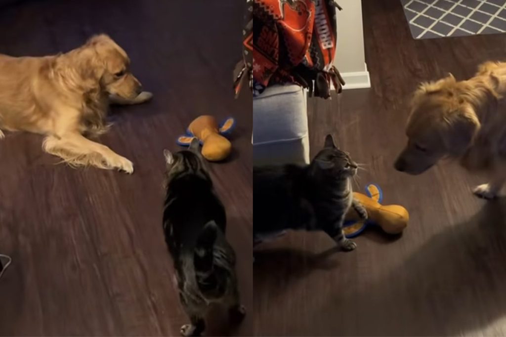 Video: Cat Takes Extreme Measures To Teach Sibling Not To Interrupt Bedtime