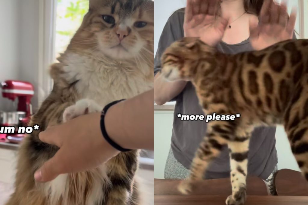 cat reaction head smacks