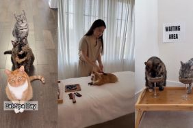 Video: Cats' 'Purrfect Spa' Day Is So Good It Has Netizens Booking Inquiries