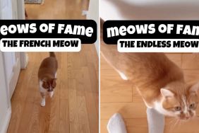 cat meows video