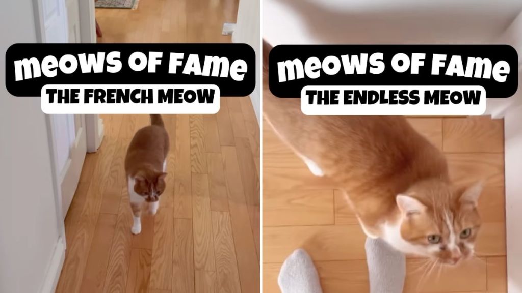 cat meows video