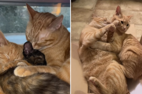 owner orange cat video