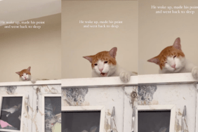 viral cat video