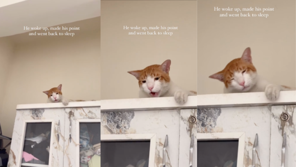 viral cat video