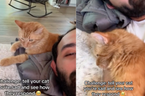 cat cuddles owner video