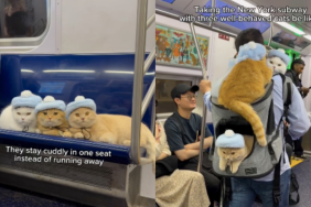cats subway video