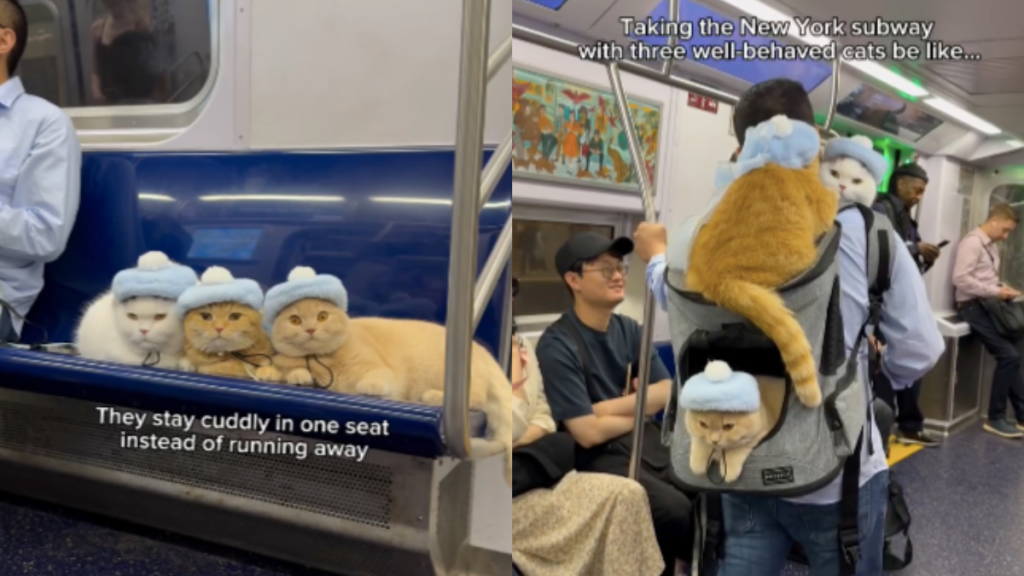 cats subway video