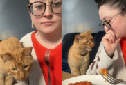 cat lunch video