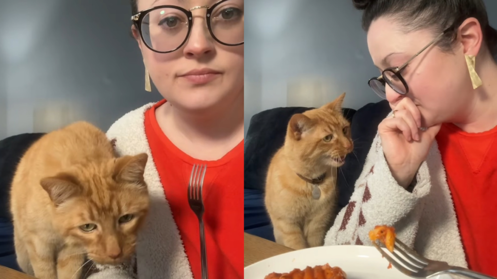 cat lunch video