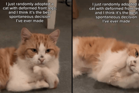 cat adoption video