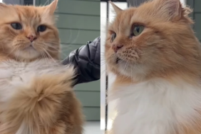 cat brushed windiest spot