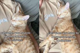 Cat snuggles with owner right when they have somewhere to be