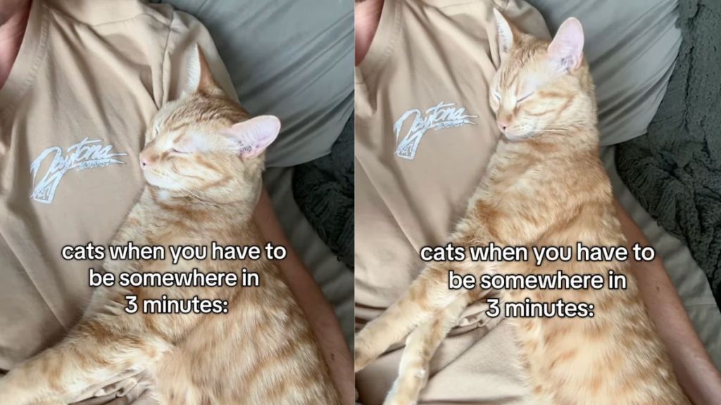 Cat snuggles with owner right when they have somewhere to be