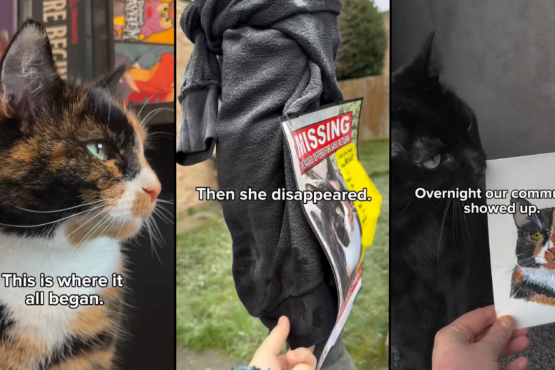 cat loss grief video