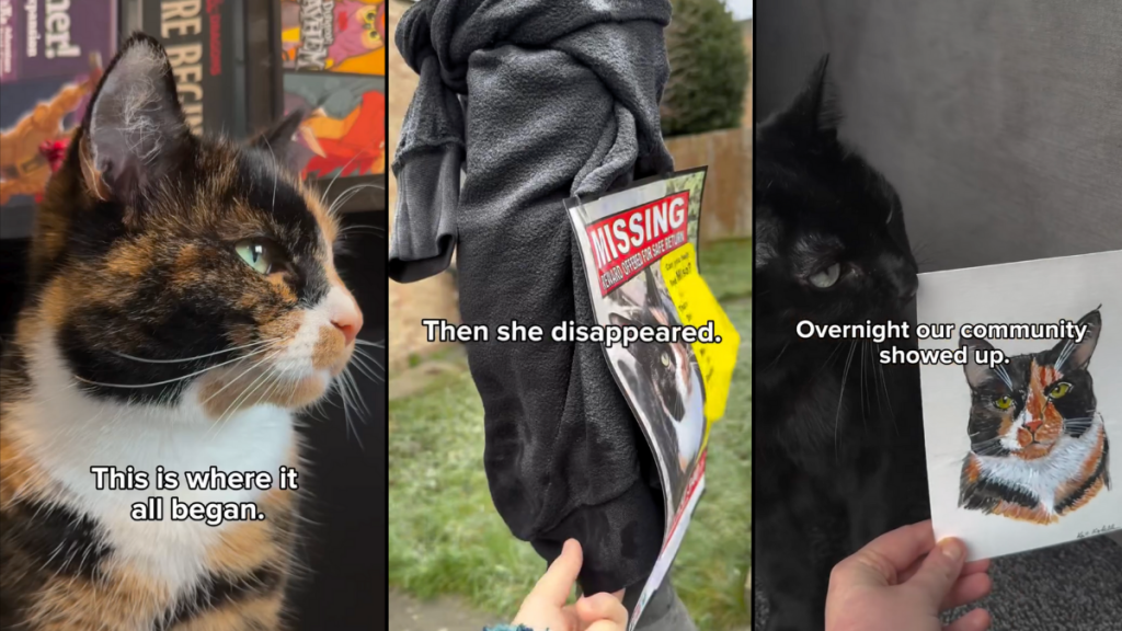 cat loss grief video